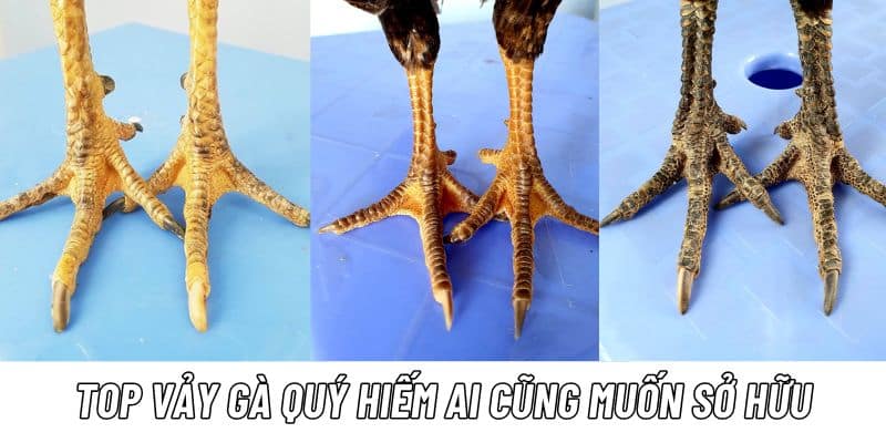 New88 chỉ dẫn cách xem vảy gà đá hay