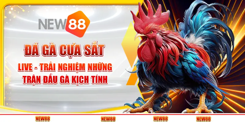 Đá gà cựa sắt live tại New88 - Trải nghiệm những trận đấu gà kịch tính