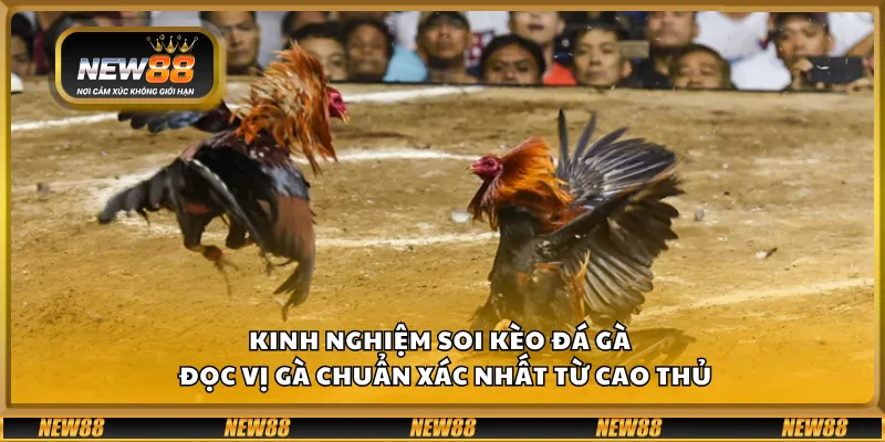 Kinh nghiệm soi kèo đá gà – Đọc vị gà chuẩn xác nhất từ cao thủ